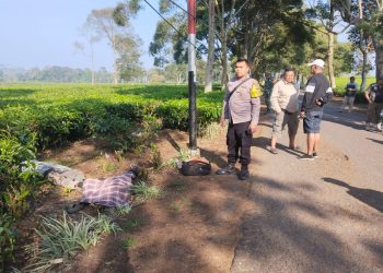Dua Anak Punk Ditemukan Meninggal Dunia di Area Perkebunan Teh di Pangalengan
